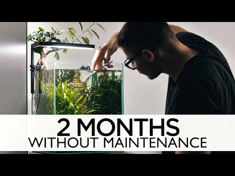 Lost World Nano Tank 2 months without maintenance