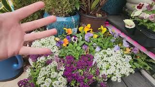 Plant Shopping! New Spring Plants and Pottery