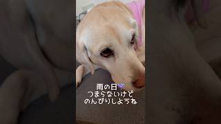 雨の日のんびり #ラブラドールレトリバー #15歳 #愛犬との暮らし