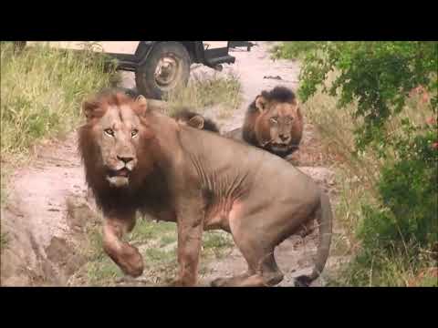 🔴⭕ ❣️Selati Male Lion Coalition - Territory Take Over From Mapogo Coalition