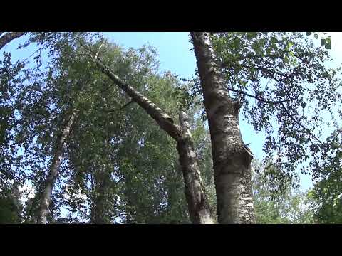 Metsolan Metsäkoulu 290 - Myrskykonkelon purkutekniikka