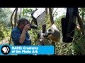 RARE CREATURES OF THE PHOTO ARK Official Trailer PBS