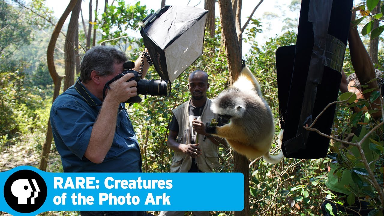 RARE: CREATURES OF THE PHOTO ARK | Official Trailer | PBS
