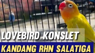 Download lagu Lovebird Konslet RHN Salatiga mp3 Download lagu Lovebird Konslet RHN Salatiga mp3
