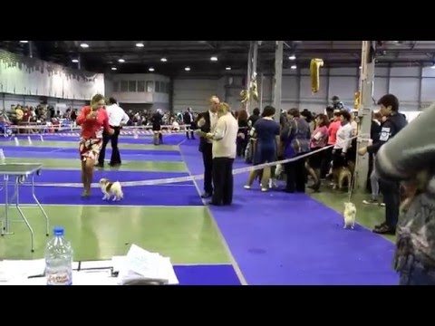 Gentle Kiss U May Prince (Yusha)-JCAC, JBOB, BOB