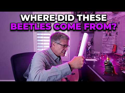 Why Massive Black Beetles Just Invaded Your Arizona Yard