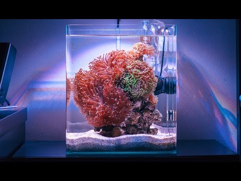 Hammer Heaven Reef Tank- Absolutely STUNNING!