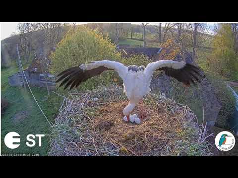 Baltie stārķi Tukuma novadā 2023. Mammai kājā krampji?