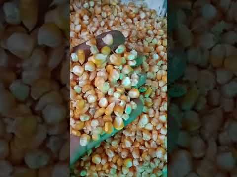 Yellow fresh natural maize, for food, organic