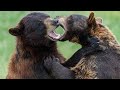 Farm Animal Sounds Farm Animals For Kids Learn Farm Animals Cow Horse Reinone Animal