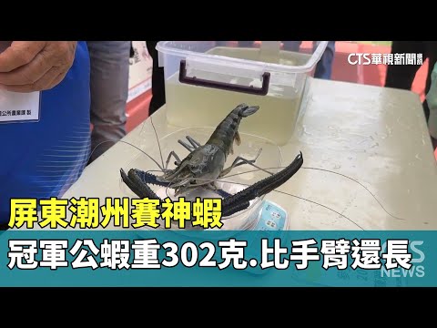 屏東潮州賽神蝦　冠軍公蝦重302克.比手臂還長