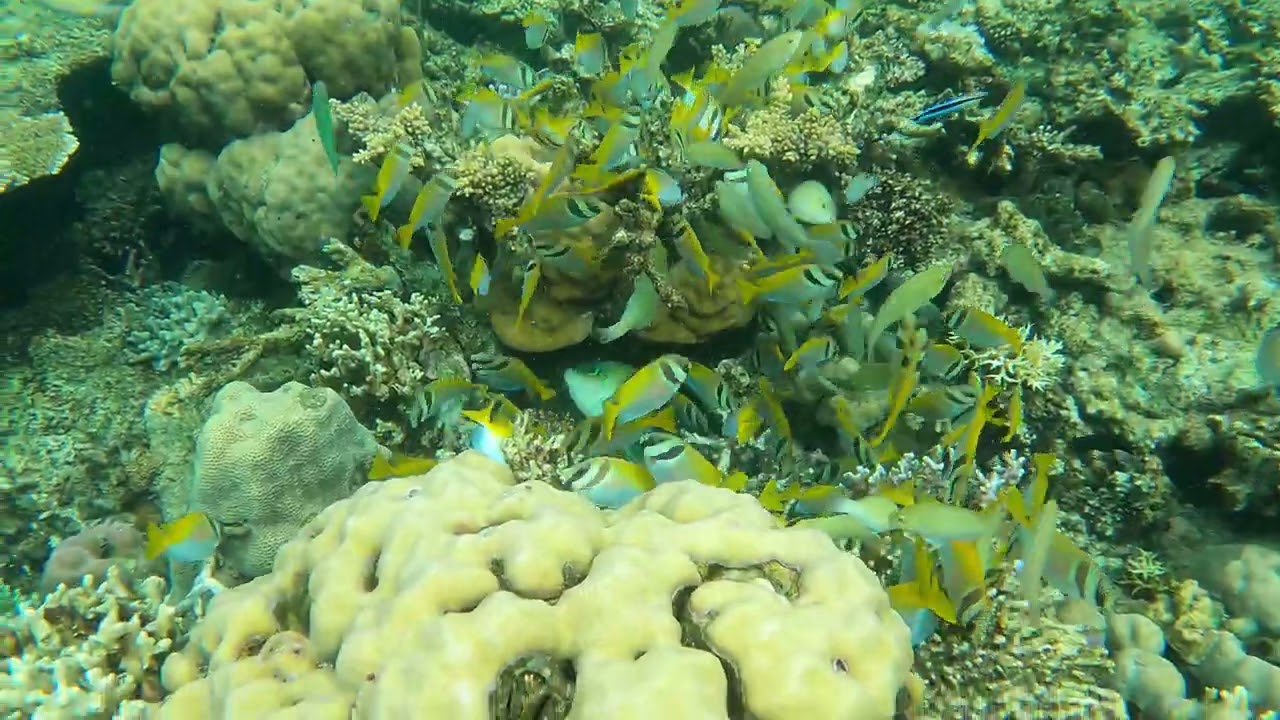 Discover the vibrant underwater world at Siete Pecados Marine Park.