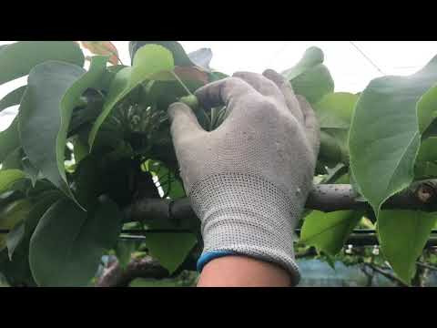 梨の木を植える：時期と方法、そしてメンテナンスのヒント！  庭園