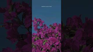 Download lagu Story WA Aesthetic lyrics video sesuatu yang sempurna #shorts #shorts #storywa #aestheticstatus mp3