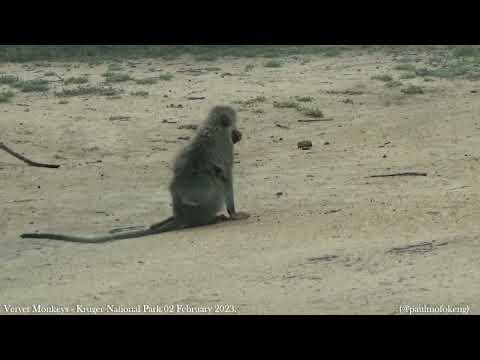 Kruger National Park 02 February 2023 - Vervet Monkeys
