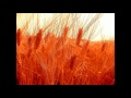 Gratitude - If Ever (Acoustic)