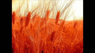 Gratitude - If Ever (Acoustic)