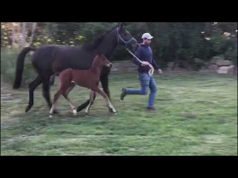 Hengstfohlen von Imperio x Grand Corazon