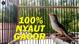 Download lagu Prenjak anda akan jadi ISTIMEWAH dengan masteran prenjak sawah GACOR Ngebren Ini | Prenjak Gacor Dor mp3