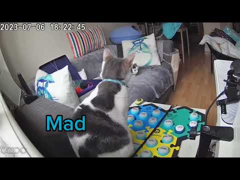 Is Sabriel telling me Calypso needs to go to the vet?