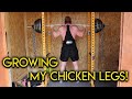 HEAVY SQUATS to Grow My Chicken Legs!
