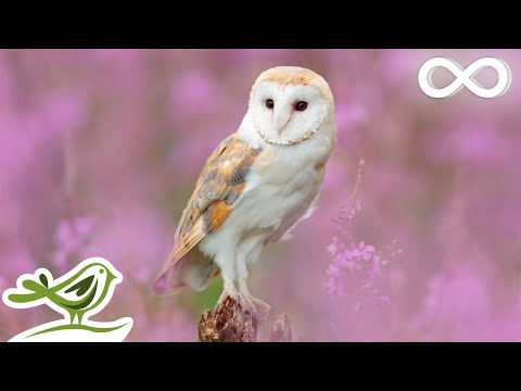 Relaxing Piano Music: Beautiful Music, Romantic Music, Relaxing Music, Sleep Music ★136