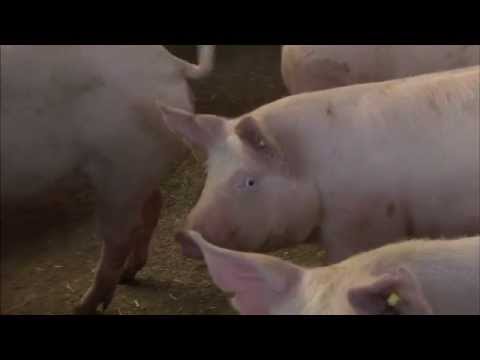 , title : 'Udtagning af kulsvaberprøve fra svin'