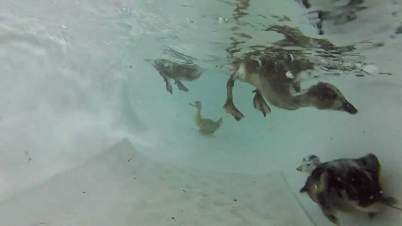 Duckling Bath Underwater