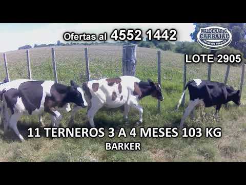Lote 11 Terneros 11 HO 103 Kgkg -  en Barker