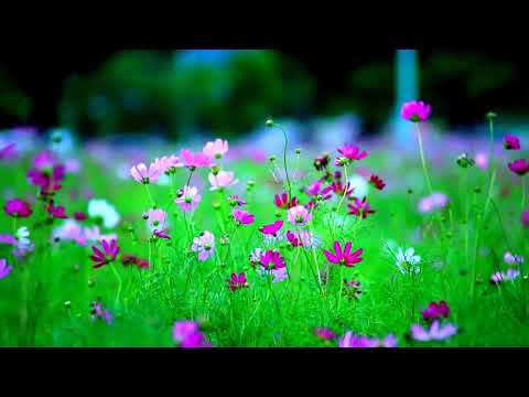 Amazing Colors of Spring Flowers and Fall Leaves - 4K Nature Relax Video with Nature Sounds