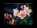 Olivier Toussaint - Eden Is A Magic World 