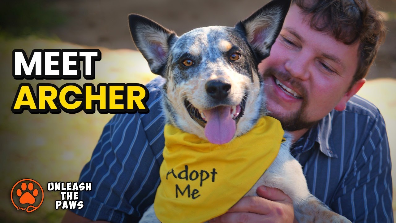 Enlarge Archer, a Adopted mixed breed in Missoula, MT video 1/6