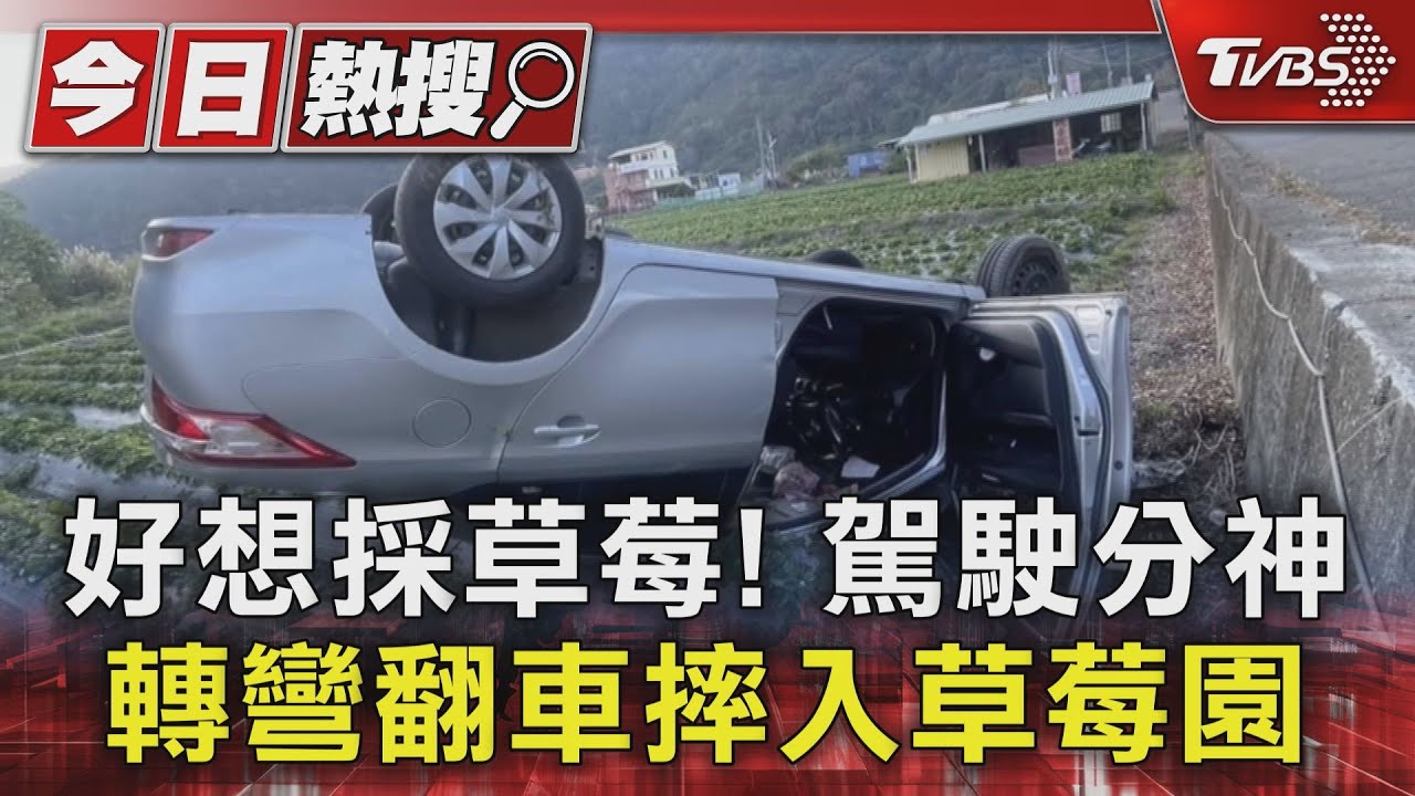好想採草莓！駕駛分神　轉彎翻車摔入草莓園