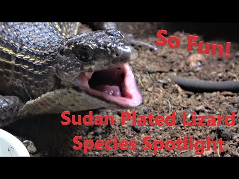 So, You Want a Sudan Plated Lizard  - Species Spotlight