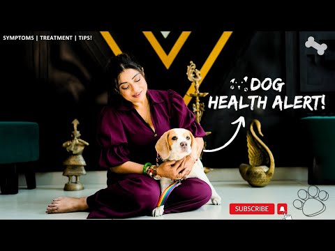 Babesia in Dogs: Recognize Symptoms & Protect Your Pet | A Guide by Pratyusha Roslin