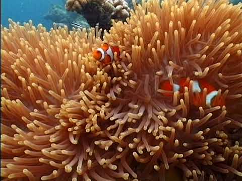 Explore Solomon Islands thumbnail