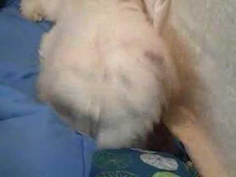 Culture Club - Kirby Chameleon, Man on a Mission