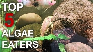 My Top 5 Favorite Algae Eaters For Freshwater Aquariums