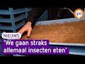 Meelwormpizza of sprinkhaanhamburger, we mogen eindelijk insecten eten