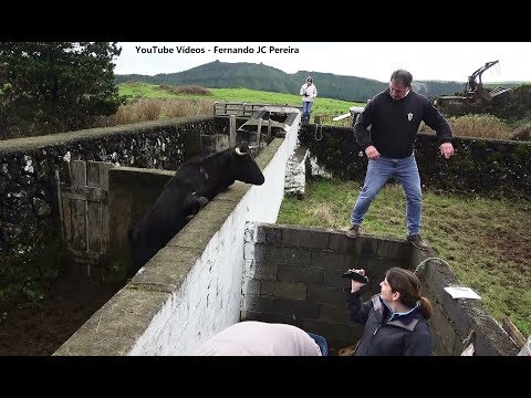 Vacas Malucas - The Crazy Cows Of JAF Cattle Ranch - Terceira Island - Azores