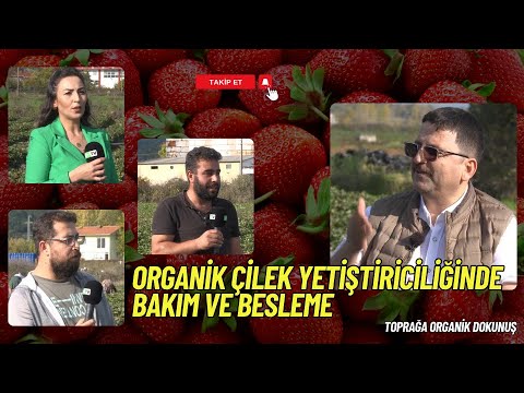 ORGANİK ÇİLEK YETİŞTİRİCİLİĞİNDE BAKIM VE BESLEME I TOPRAĞA ORGANİK DOKUNUŞ