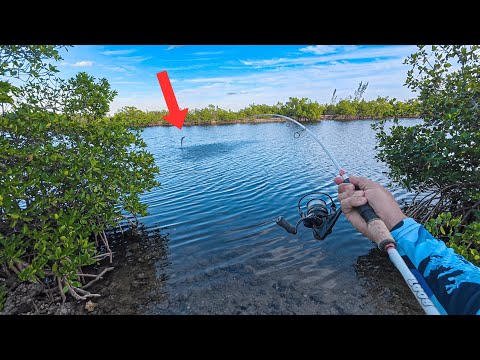 Fishing from land in Key Largo *No Boat in the Florida Keys*