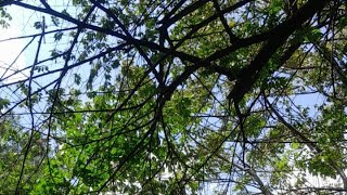 Download lagu hoby pikat kicau burung mp3 Download lagu hoby pikat kicau burung mp3