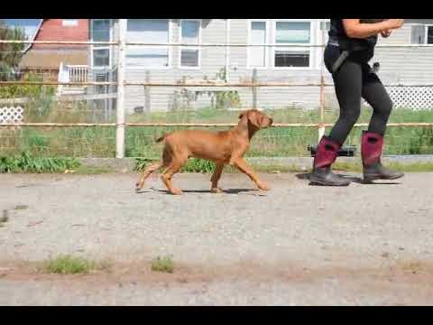 Free run show training