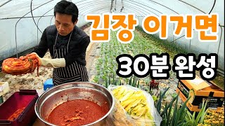 김장 30분이면 끝! 황금절임배추