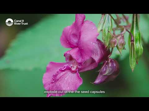 Restauração da Ponte Hazelhurst