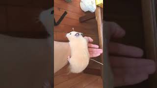 今日のまこちゃん