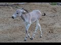 Welcome To The Herd Little Somali Wild Ass