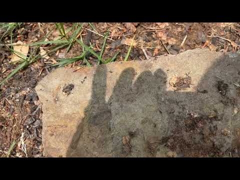 Landscape Loaded with Ants in Monmouth Junction, NJ