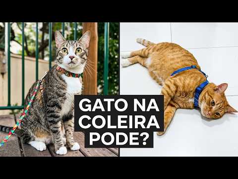 Gato agora passeia na coleira? Que pira é essa?